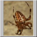 Araneus diadematus - Gartenkreuzspinne 02.jpg